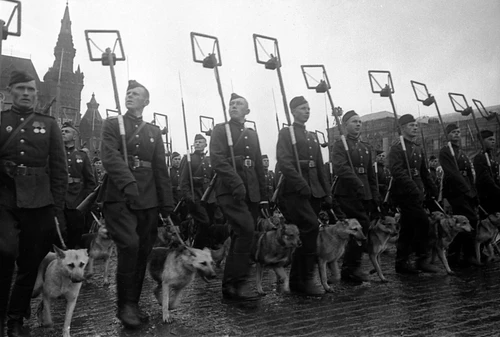 Парад Победы на Красной площади в Москве 24 июня 1945 года в честь победы СССР над Германией. Саперы с собаками минно-розыскной службы проходят по Красной площади во время Парада Победы.
Москва, 24 июня 1945 года.
Сергей Лоскутов / РИА Новости
