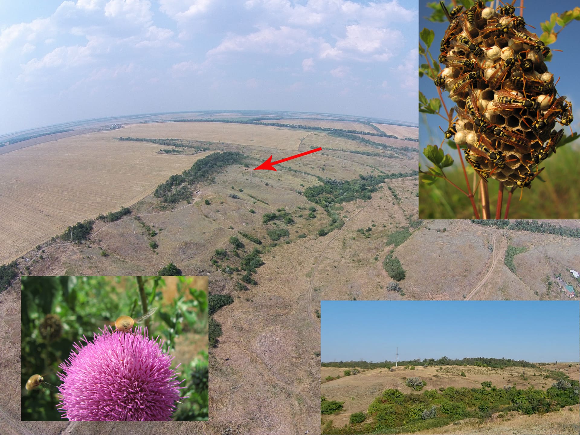 Нижнедонская археологическая экспедиция